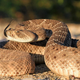 A western diamondback rattlesnake (Crotalus atrox) in a defensive stance.